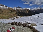 55 Scendendo sul 101 dalla Forcella Rossa la neve lascia spazio ai pascoli che stanno rinverdendo cosparsi di Crocus vernus 